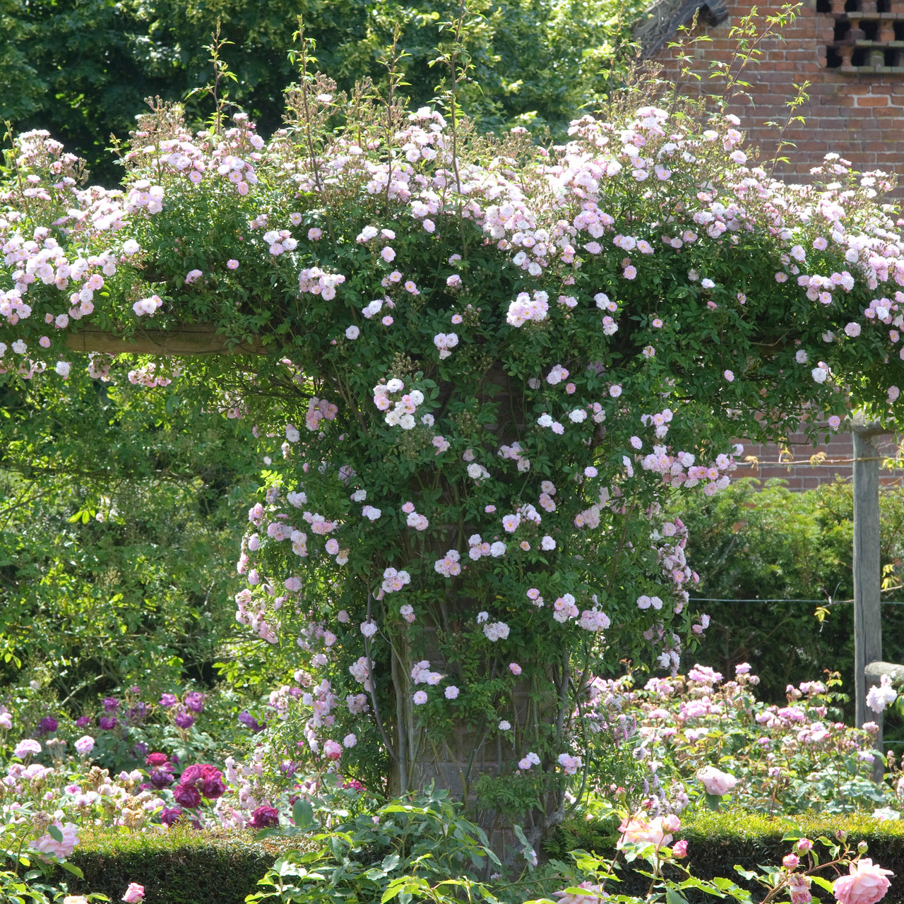 Little Rambler | Rambling Rose | David Austin Roses