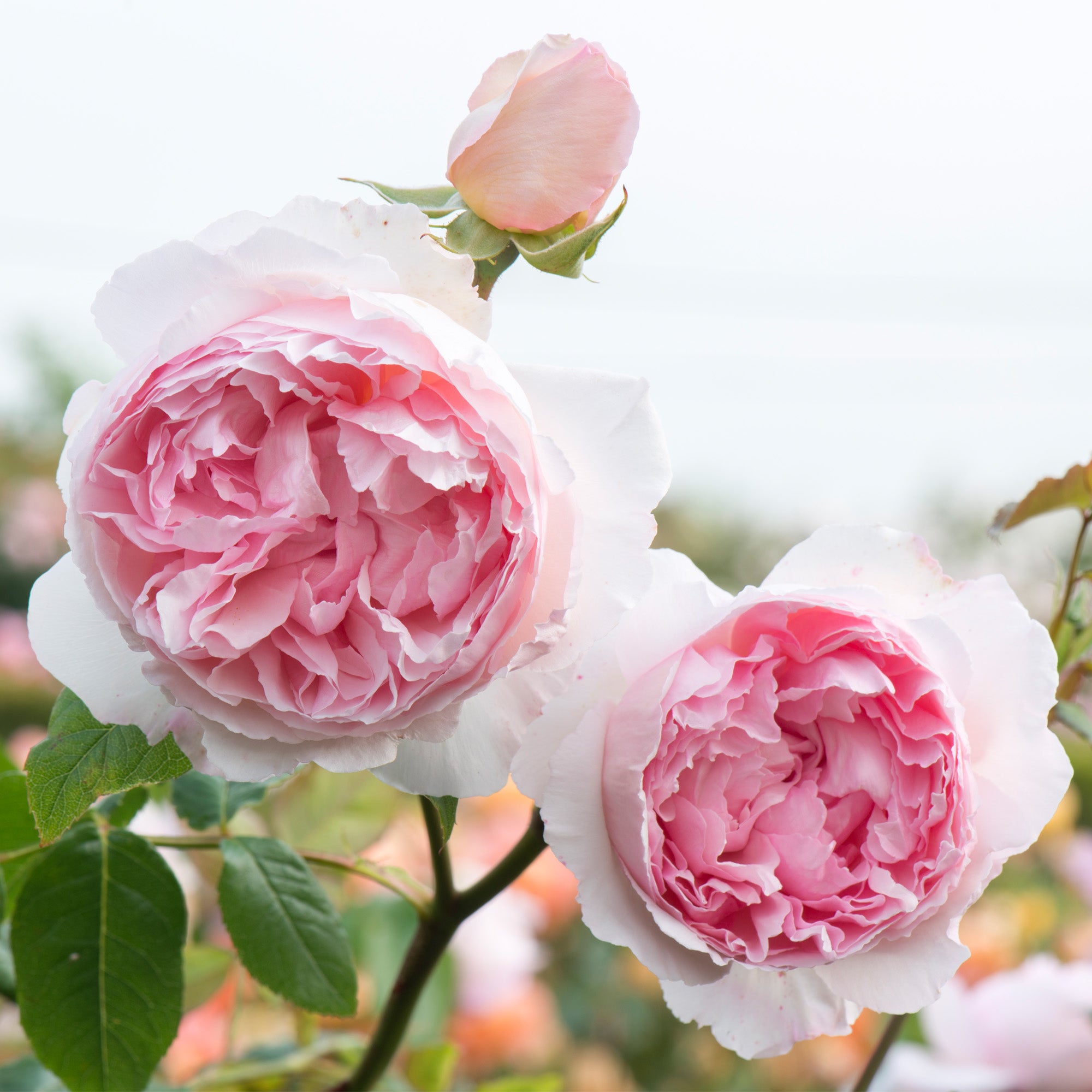 The Wedgwood Rose®