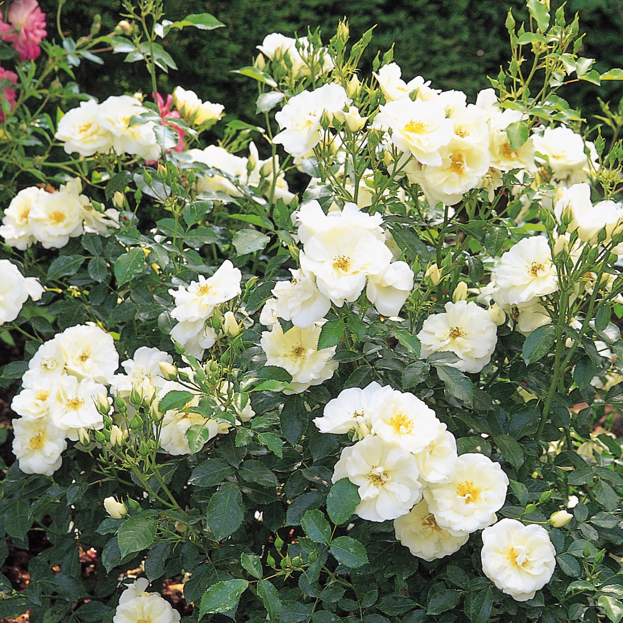 White Flower Carpet