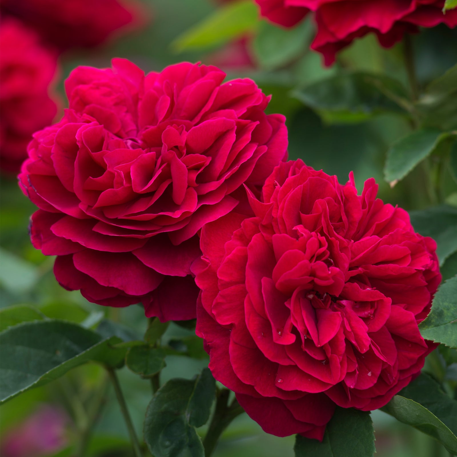 L. D. Braithwaite | English Shrub Rose | David Austin Roses